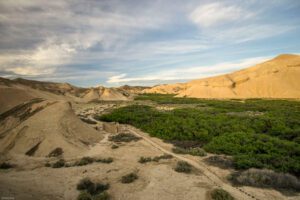 A green oasis nestled in a sandy desert landscape under a bright sky.