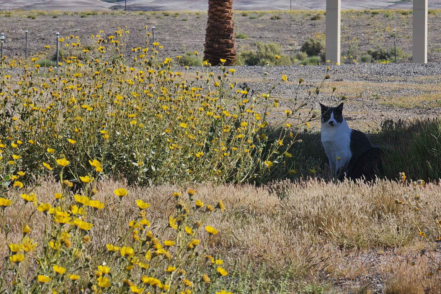 wildflower 4